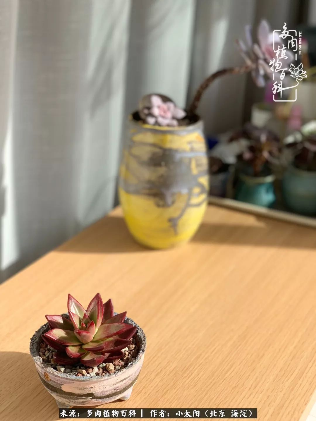 来自多肉的顽强生命力,与多肉朝夕相伴的美好时光