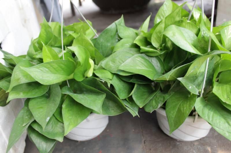 绿植真的能去除甲醛吗为什么,绿植去除甲醛靠谱吗