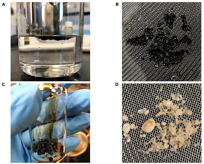 软绵贝壳,硬贝壳类