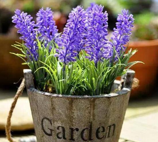 薰衣草扦插繁殖方法和时间,正确的薰衣草的扦插方法是什么