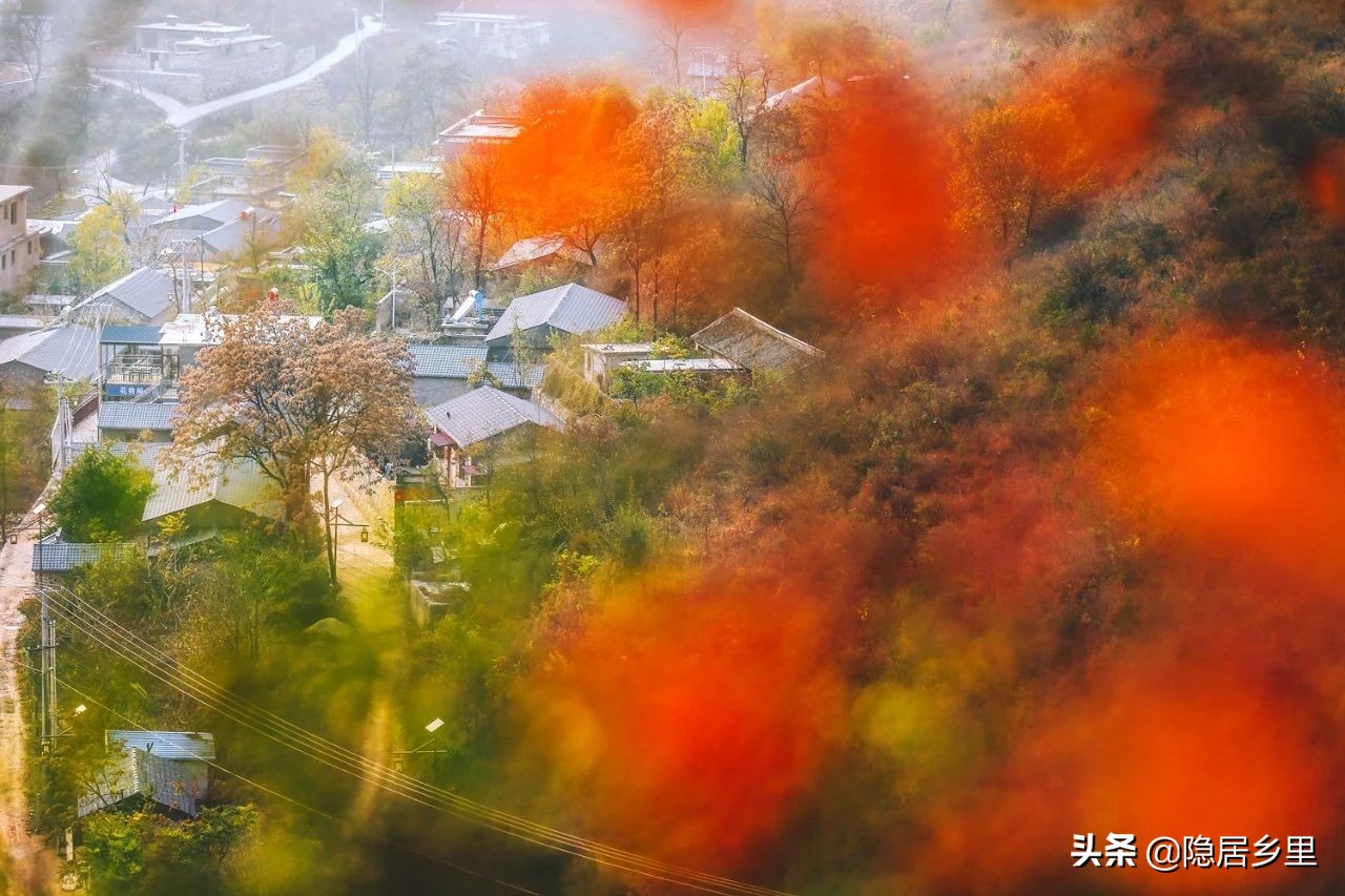 亲子京郊游红叶,国庆去北京看红叶攻略