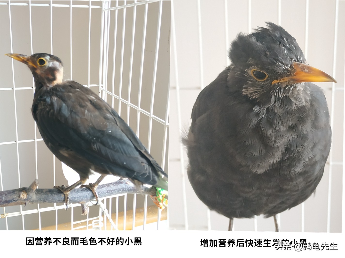 乌鸫又叫百舌鸟又称黑画眉,乌鸫鸟和百舌鸟的区别