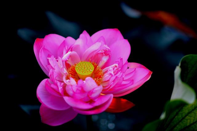 最美的荷花诗句,一起赏荷花的诗词歌赋