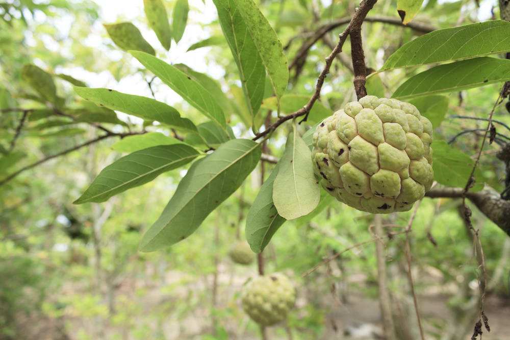 番荔枝成熟水果,酷似番荔枝的水果