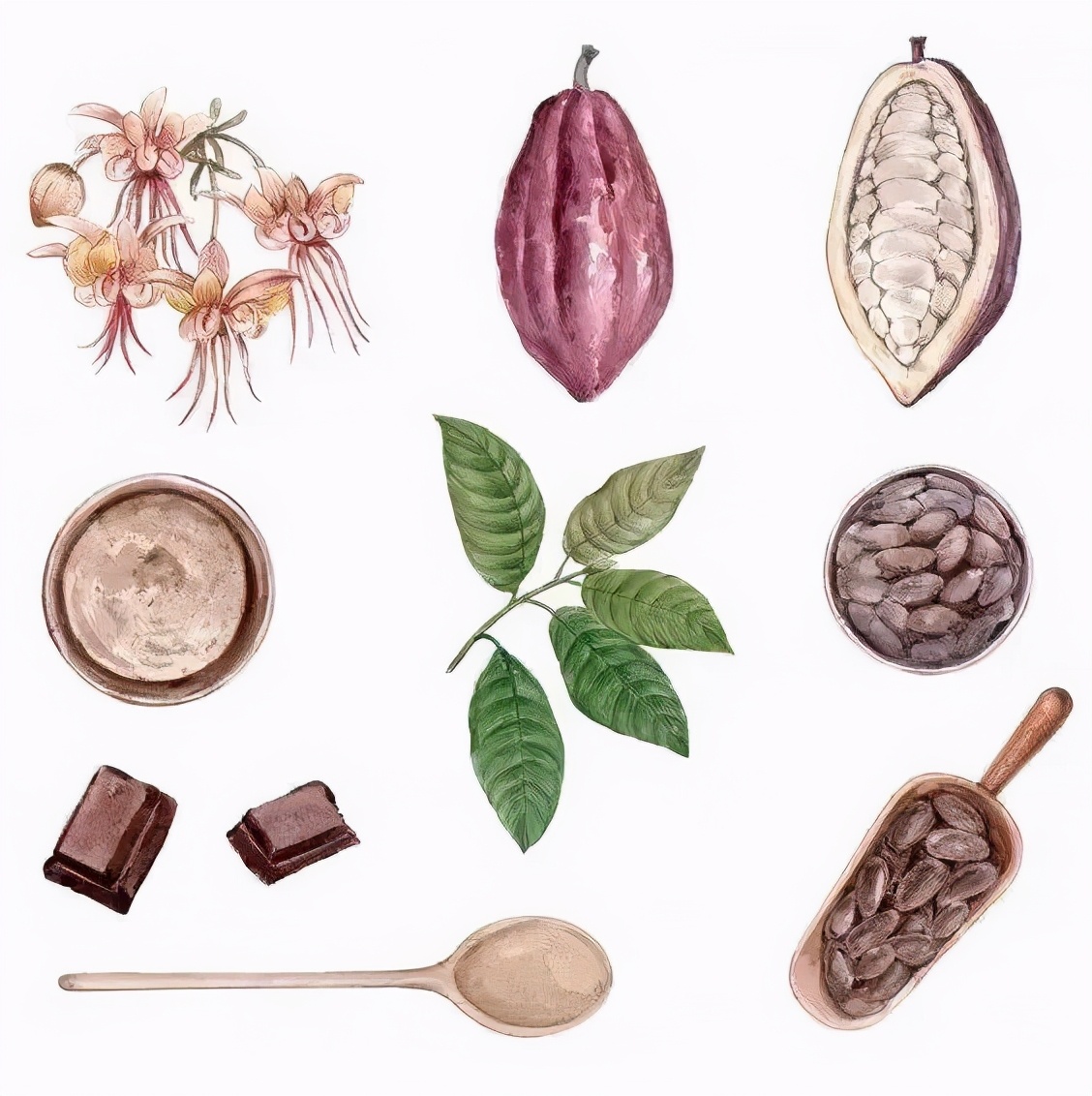 科普巧克力的故事,有关巧克力的知识