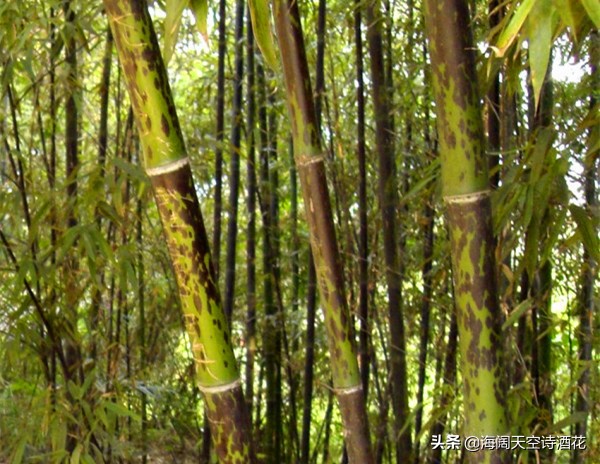 什么样子的竹子才会有竹笋,什么样的竹子才是金丝楠木