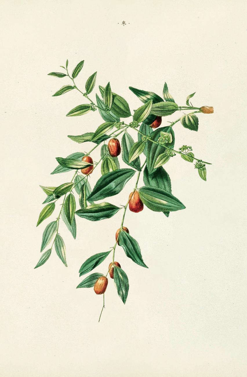 橙子橘子柚子柠檬树哪个开花最香,柚子柑橘橙子之间的关系