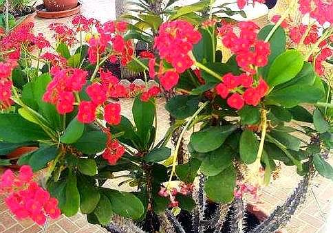 养虎刺梅的寓意,养虎刺梅易犯鼻炎吗