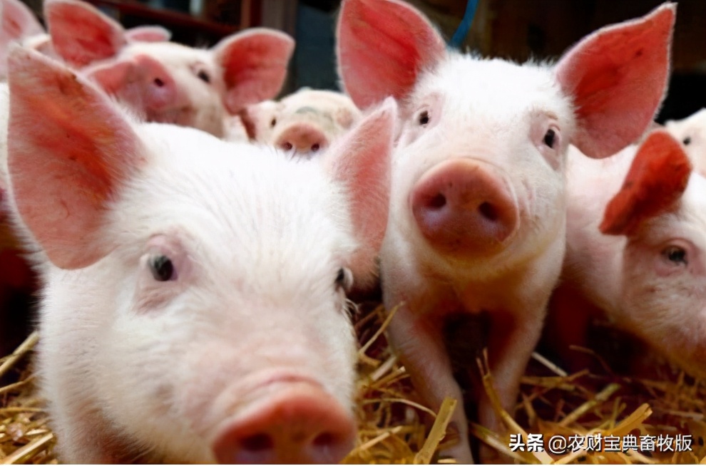 猪价下跌养殖场应对,猪价跌入谷底养小猪会亏吗