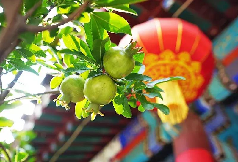 胡同里的日常生活,胡同里的北京生活