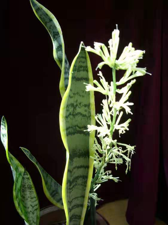 虎皮兰银脉能吸甲醛吗,金边虎皮兰吸收甲醛吗