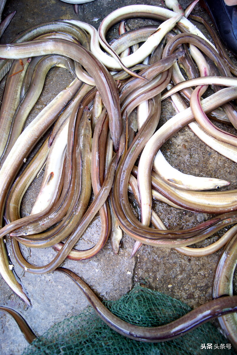 “伤人鱼”排名了，钓到解钩需小心，轻则疼痛几天，重则截肢