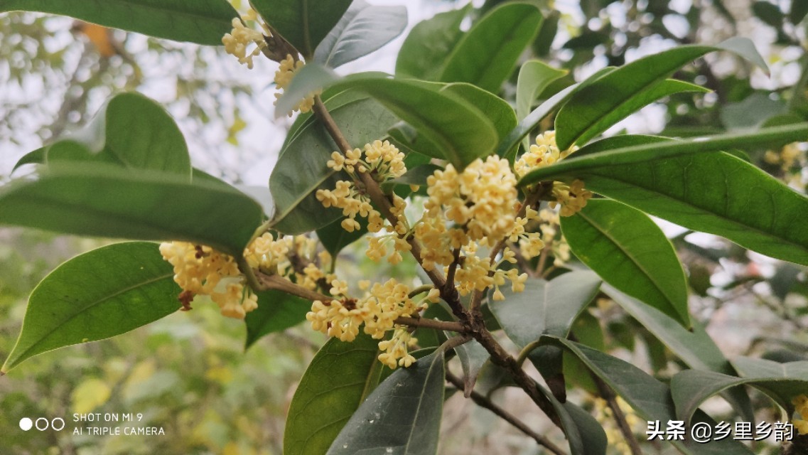 移栽过桂花树大量落叶怎么回事,移栽桂花树叶子掉光第二年发芽