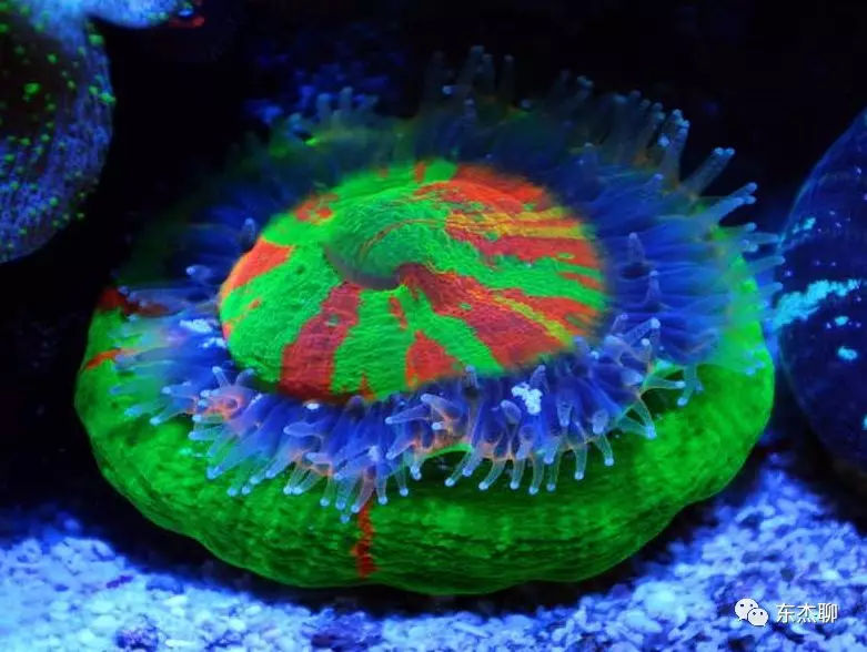 lps和sps可以一起养吗,哪些lps适合新手养