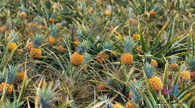 菠萝泡到盐水里有什么作用,为什么菠萝泡在盐水里