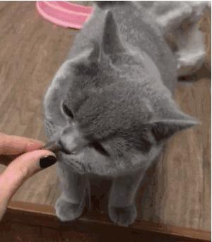 猫咪吸了猫薄荷后困正常吗,喵星人吸猫