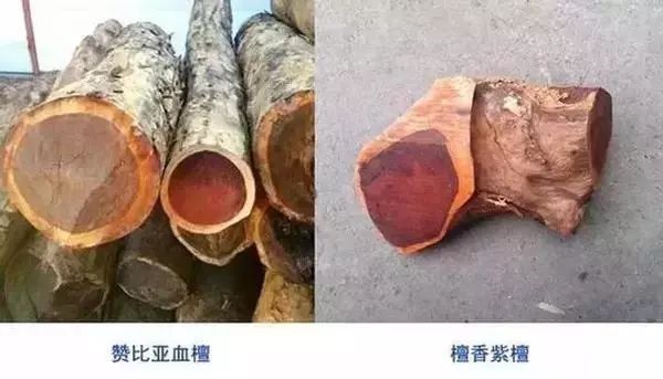 紫檀的真实身份,紫檀的一生