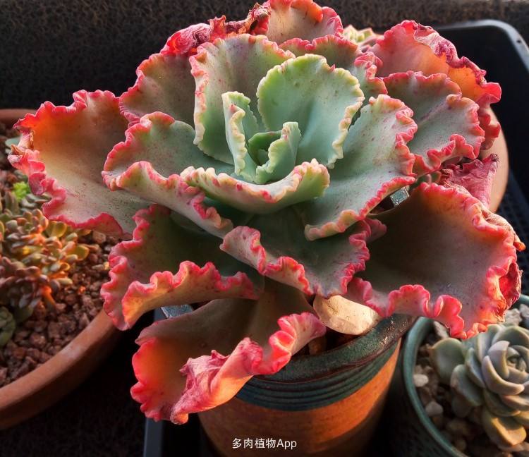 1000种多肉植物图鉴大全大图,景天科1000种多肉植物图鉴