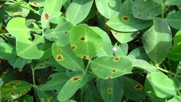 花生怎么防止黄曲霉菌发生,花生黄曲霉病防治