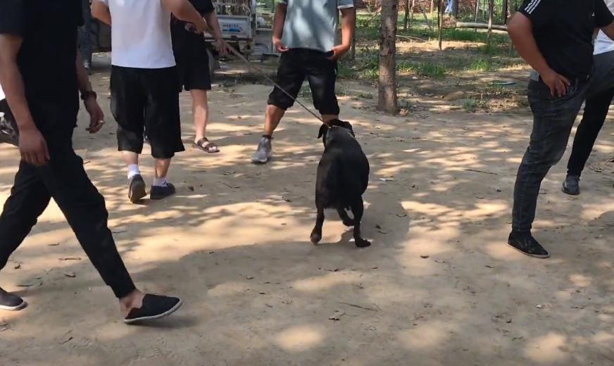 拉布拉多被主人卖给狗贩子,100斤拉布拉多被送到狗市售卖