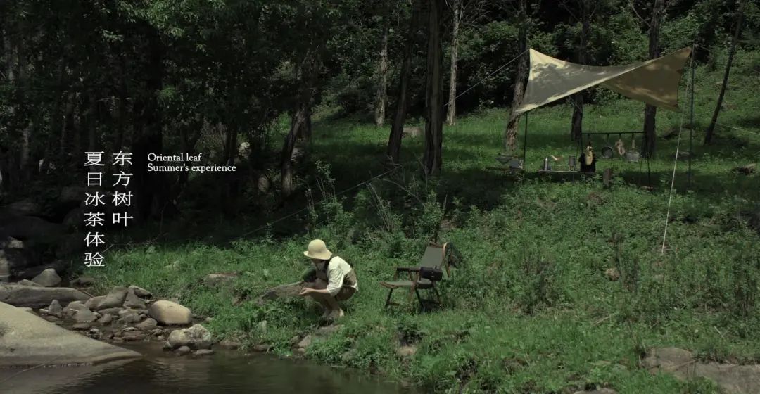 东方树叶15秒视频,东方树叶的绿茶是浓缩的吗