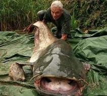 全国十大凶猛淡水鱼是什么,十大养不死的淡水鱼大型凶猛