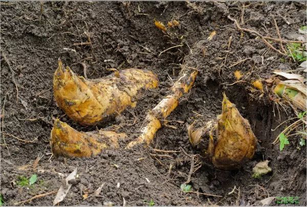 人间美味之冬笋,人间美味嫩笋