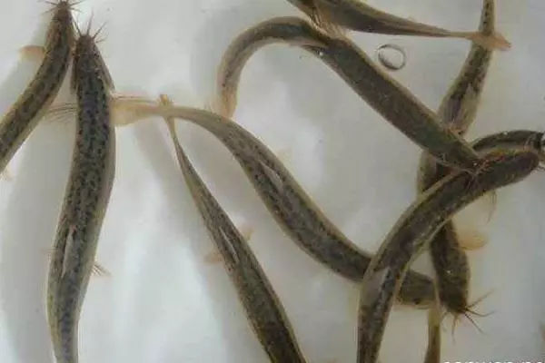 华农园青蛙泥鳅养殖,华农园特大泥鳅养殖