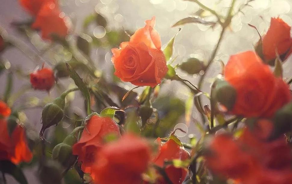 少女体香是什么意思,因为体香被搭讪