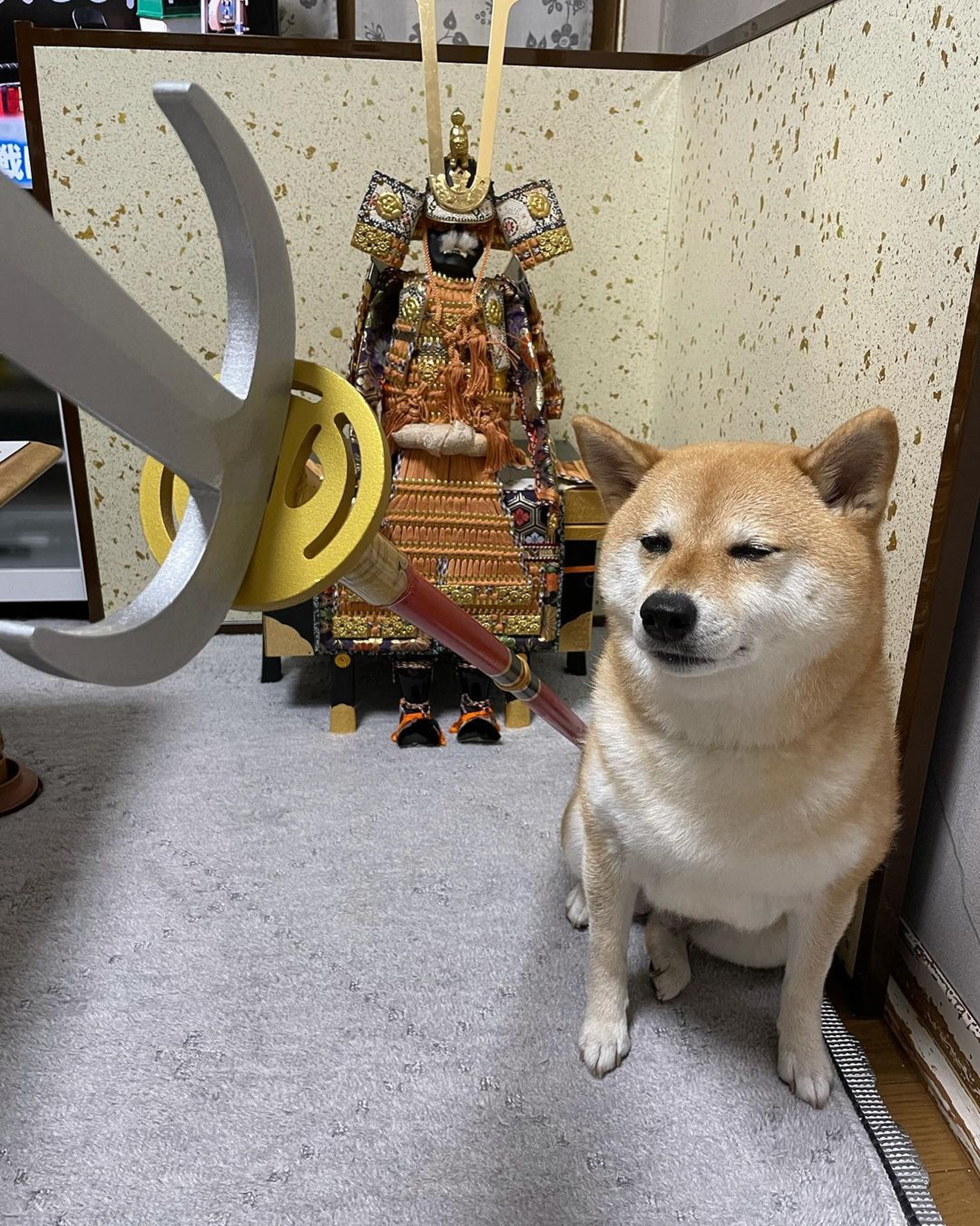 被砖头压住了!影帝柴犬超入戏25个连自己也骗倒的瞬间