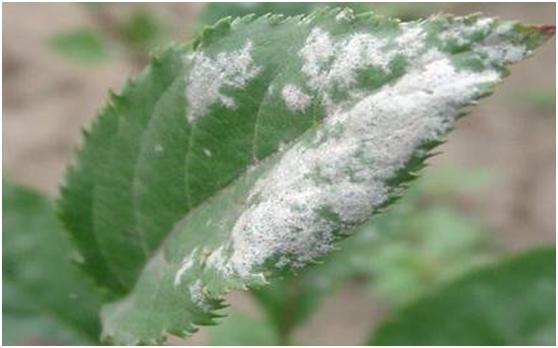 果树褐斑病害图片大全,果树病虫害用药一览表