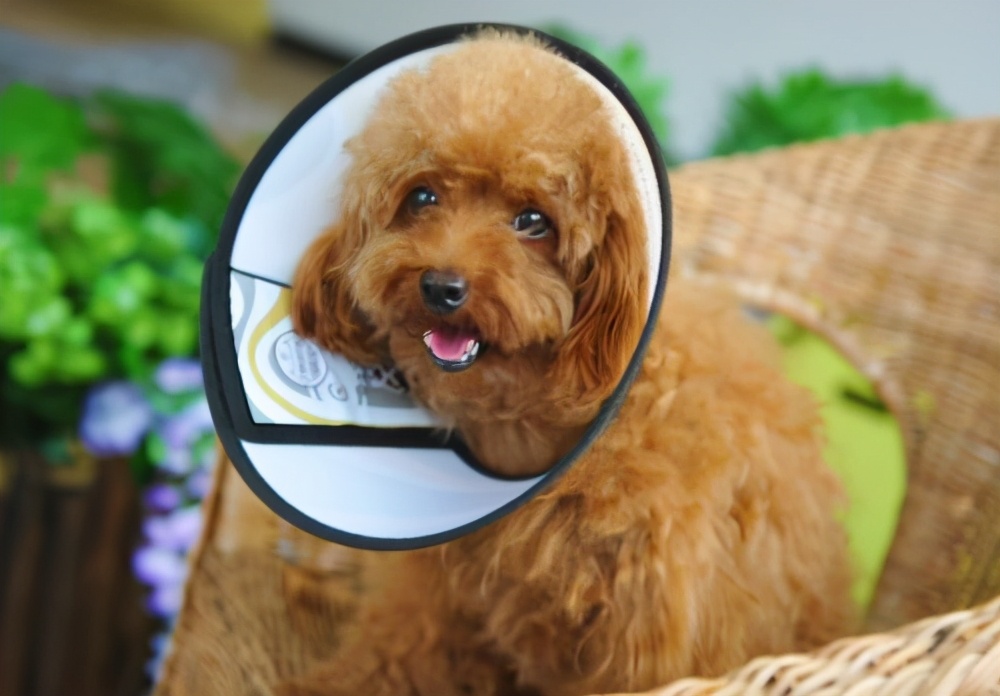 戈赞：宠物课堂之狗狗受伤如何快速止血