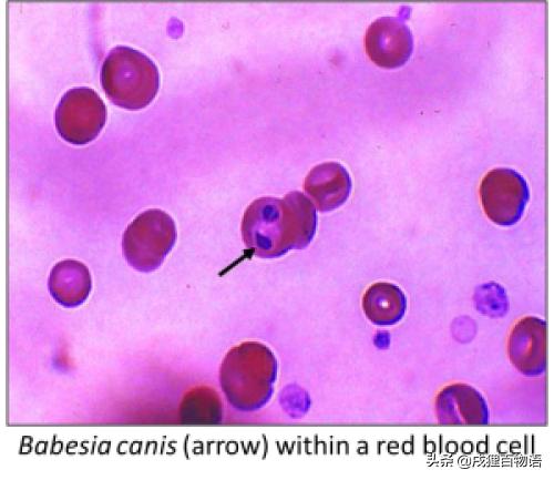 学习!狗狗的驱虫药,如何选择?
