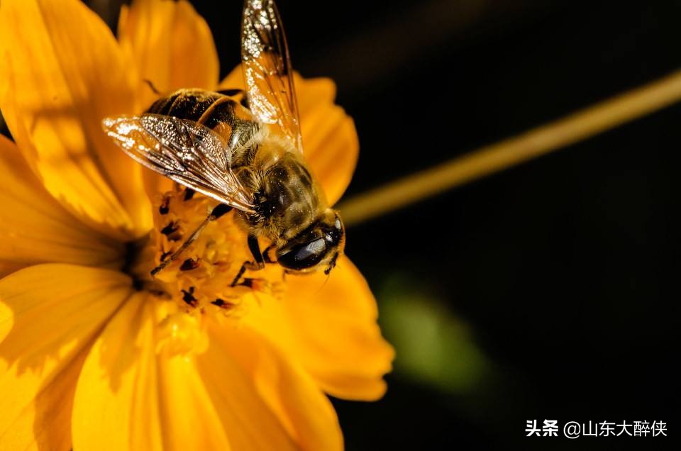 保健品蜂胶的十大功效,保健品蜂胶管用吗