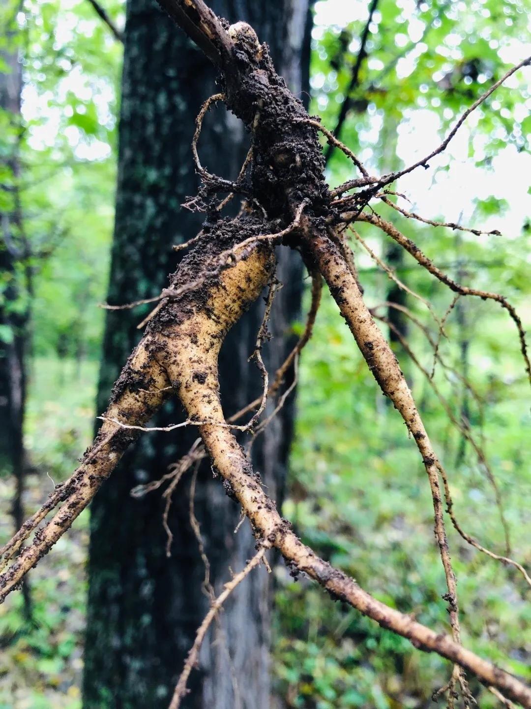 真味|啃根硬骨头,谈谈人参