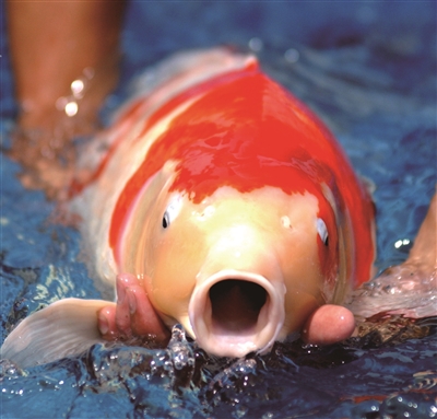 新手入门养锦鲤如何防止生病,新手养锦鲤需要注意什么