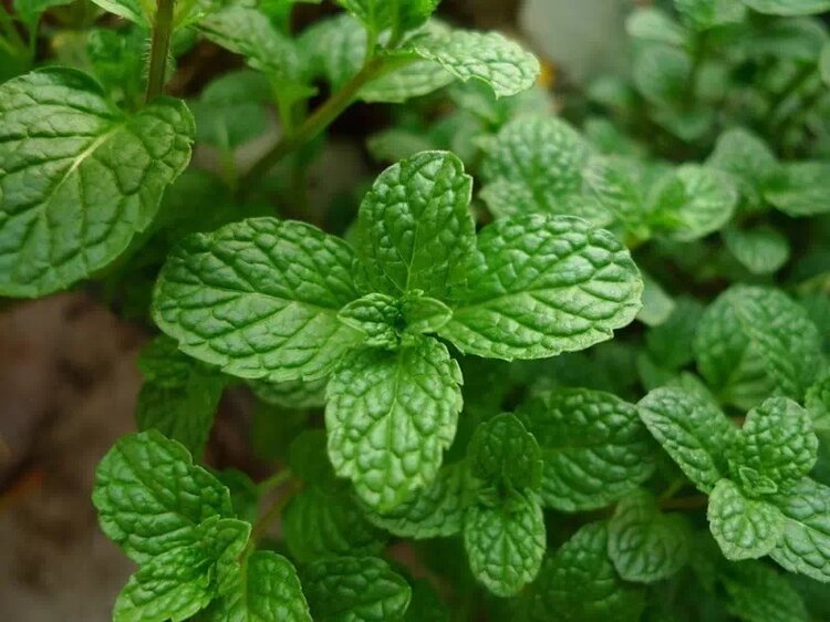 上山挖的野菜又美味又营养,大山里美味的野菜野生药材