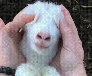 9.9元绵羊油保湿霜,绵羊油8.8元三盒