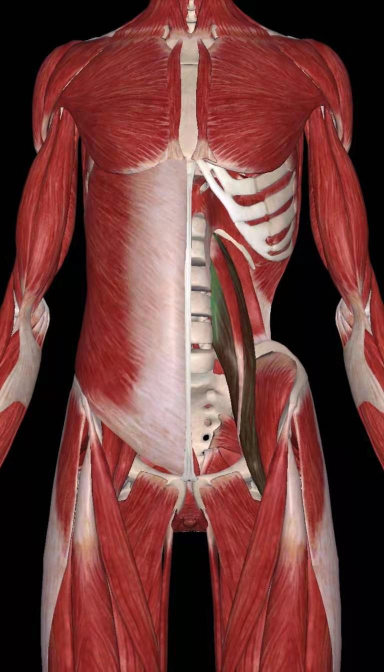 练好肌肉防腰痛,腰痛肌肉劳损