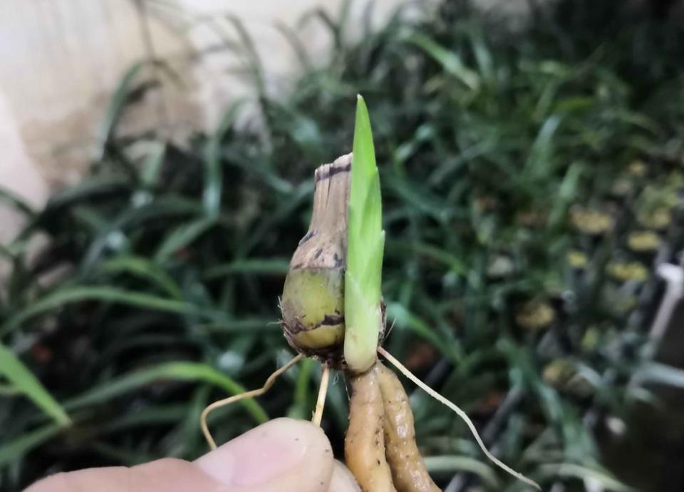 兰花的老芦头芽掉了还有用吗,老芦头的兰花怎么处理