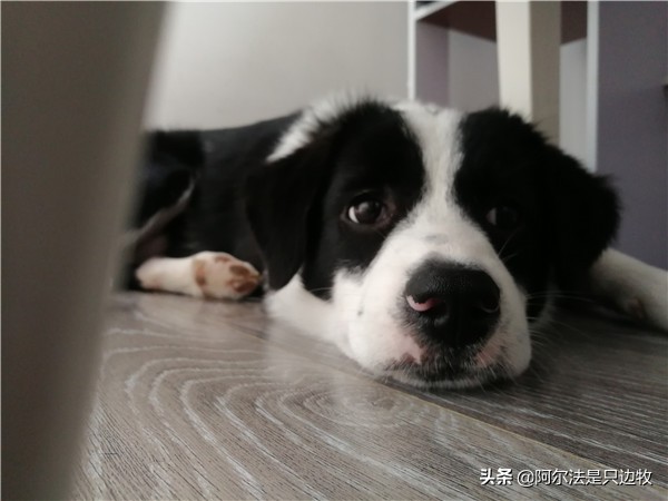 想养狗狗但爸妈不让养怎么办,家里养狗的有孩子最好还是不要养