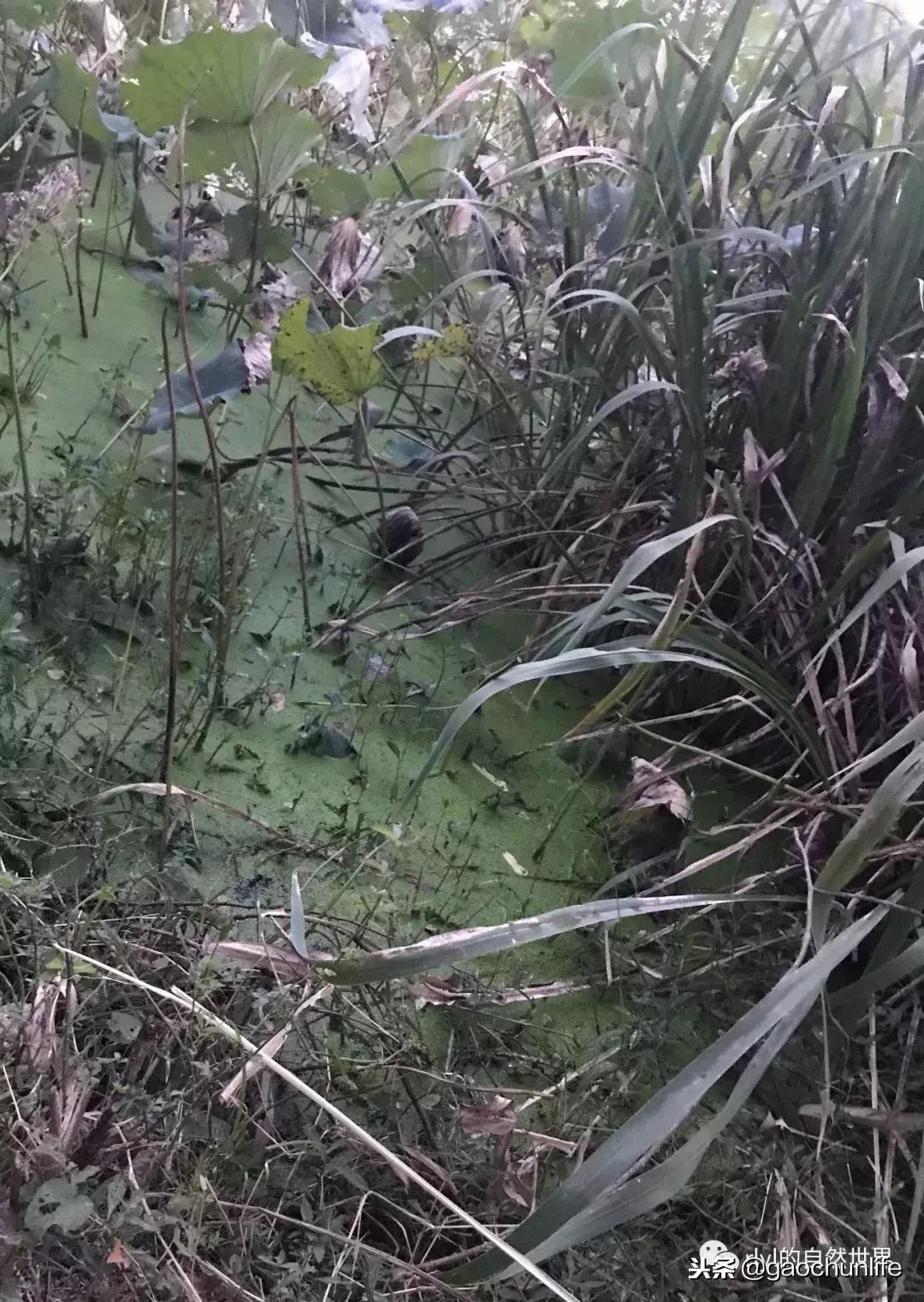 大草龟和小草龟谁好养,变异草龟和草龟的区别