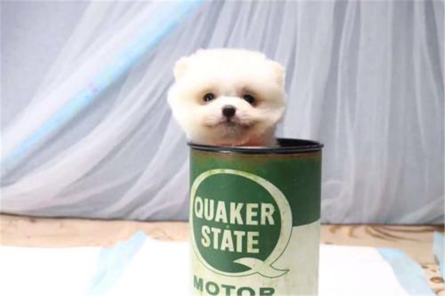 茶杯犬辟谣出售,茶杯犬博美犬背后的真相