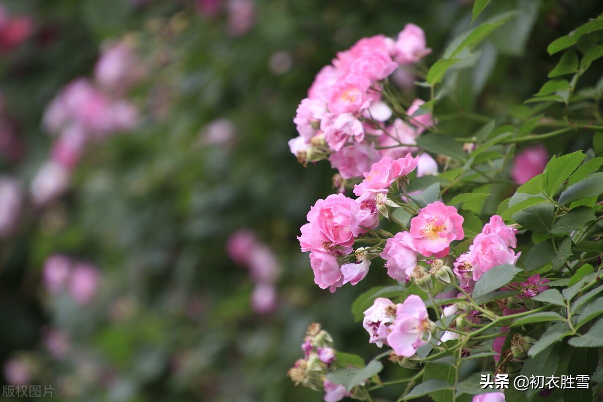 蔷薇经典名句,张爱玲童年名句