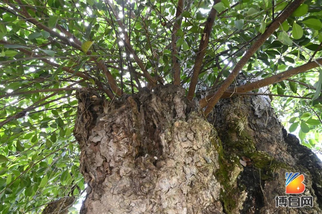 活久见！快成精了？博白发现明朝古树，至今600多年