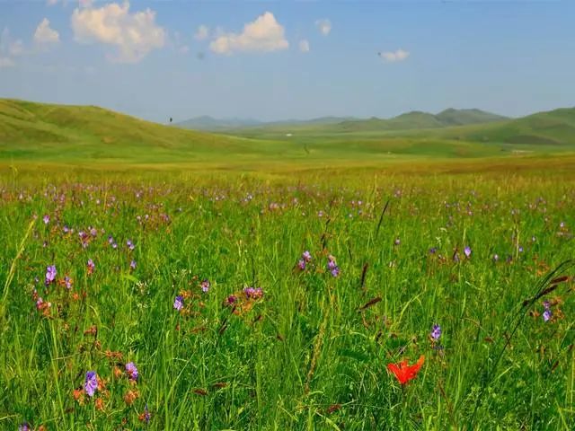 突然想去新疆旅游,突然好想去呼伦贝尔