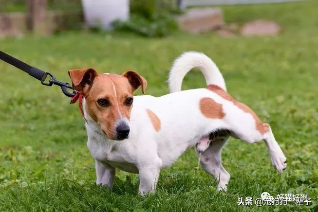 狗狗8个月还是乱拉乱尿怎么办,狗狗出了围栏就乱尿咋回事