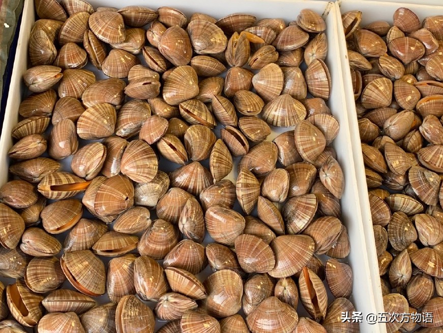 中国蛤蜊在日本,正宗的海南蛤蜊