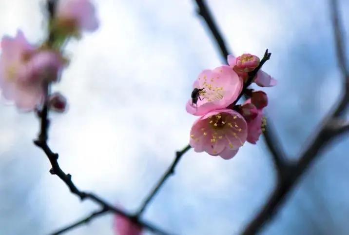 广州现在花开的季节,广州现在什么花开了