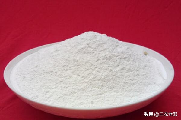 蚕得了白僵病是怎么回事,蚕的白僵病怎么养